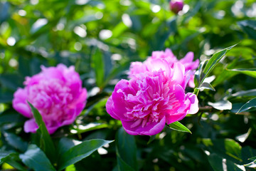 Obraz premium growing peonies