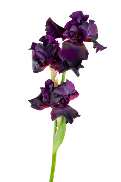 dark purple iris flower isolated on white