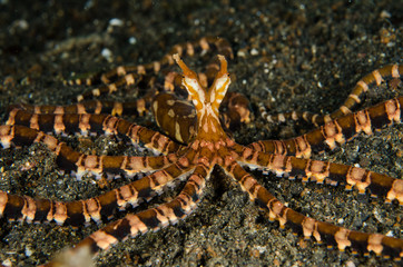 scuba diving lembeh indonesia wanderpus octopus