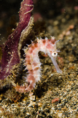 scuba diving lembeh indonesia underwater thorny seahorse