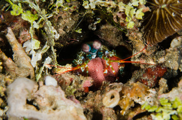 scuba diving lembeh indonesia peacock mantis spawning underwater spawn