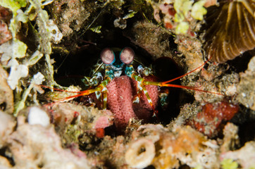 scuba diving lembeh indonesia peacock mantis spawning underwater spawn