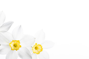 Spring floral border, beautiful fresh narcissus flowers