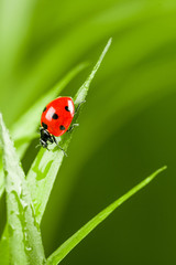 Ladybug on Grass Over Green Bachground