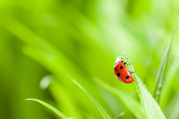 red ladybug on green grass