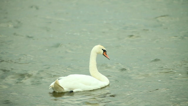 Swans swimming on sea water