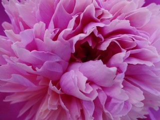 сиреневый.фон,пион,розовый