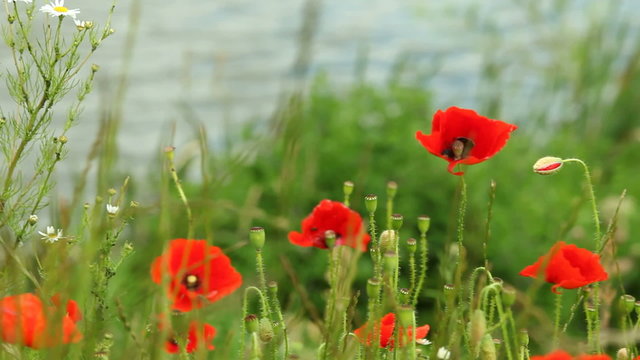 Red poppy flowers on meadow