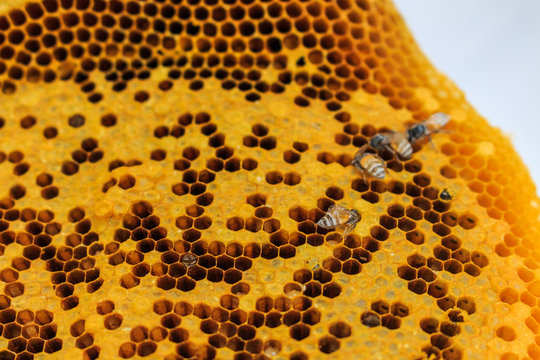 blurry defocused image of beehive  for background