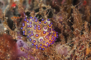 scuba diving lembeh indonesia janolus nudibranch
