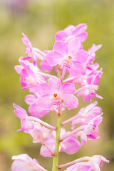 Violet white vanda orchid flower .