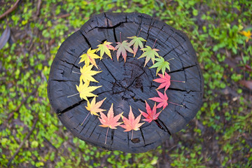 Japanese maple leaves arranged in a circular gradation of colour on a wooden log.