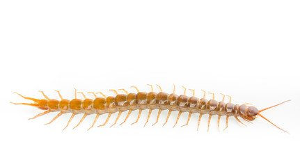 Centipede isolated