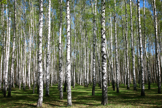 Spring birch forest in sunlight