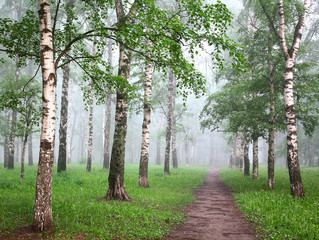Pathway in the morning mist birch forest