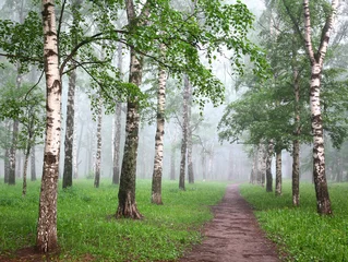 Poster Pathway in the morning mist birch forest © Elena Kovaleva