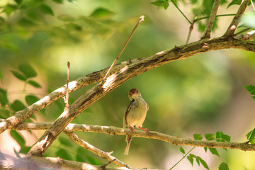 Dark-necked Tailorbird