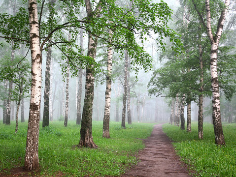 Fototapeta Pathway in the morning mist birch forest