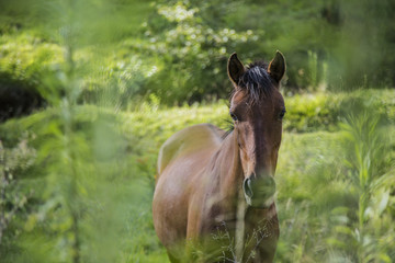 Naklejka premium Caballo en el prado