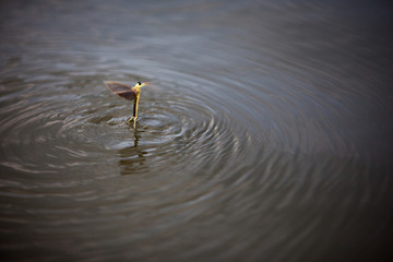 Mayfly