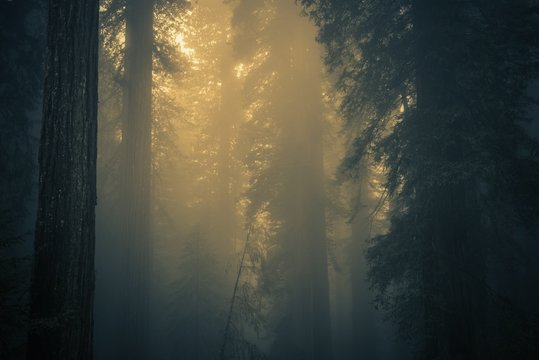 Fototapeta Fog in Redwood Forest
