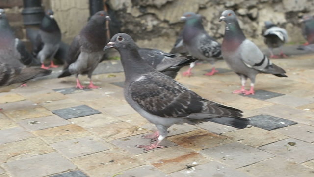 Family feeding flock of pigeons on town square