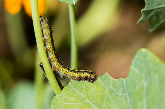 Caterpillars eating