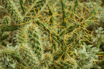 The Alien and Beautiful Life of the Arizona Desert in Spring
