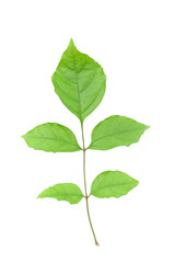 green leaf isolated on white background
