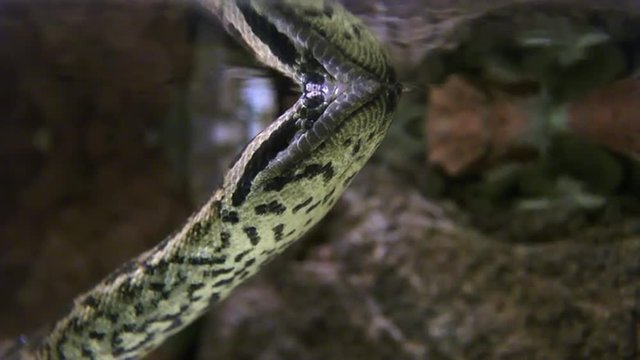 Anaconda snake underwater in tropical rainforest swamp. 