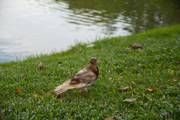 Bird
