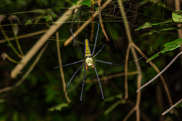 Golden orb weaver spider