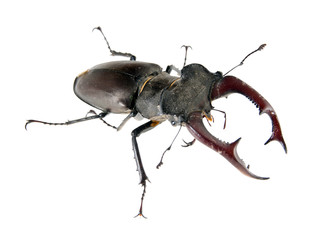 stag beetle / male stag beetle isolated on white background