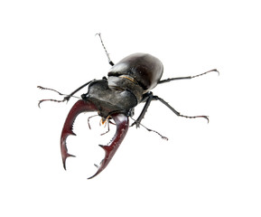 stag beetle / male stag beetle isolated on white background