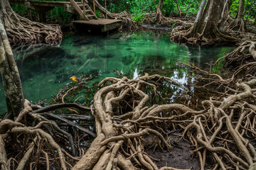 root tree in swamp forest ,tha pom krabi,thailand