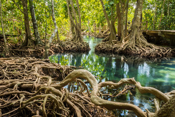 root in swamp forest , tha pom krabi,thailand - obrazy, fototapety, plakaty