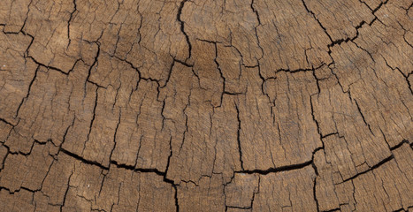 Cross section wooden texture