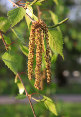 Spring. Close-up of birch catkins