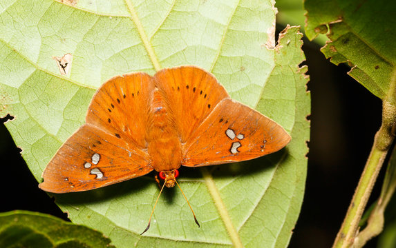 The Fulvous Dawnfly butterfly