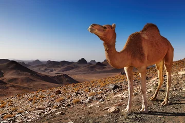 Papier Peint photo autocollant Chameau Chameau dans le désert du Sahara