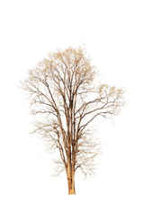 Fototapeta premium Old and dead tree isolated on white background