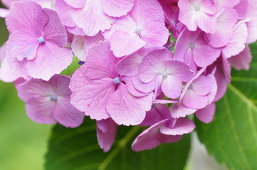 Fototapeta premium 紫色のアジサイ