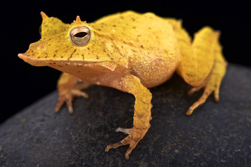 Fototapeta premium Solomon island leaf frog (Ceratobatrachus guentheri)