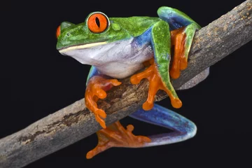 Crédence de cuisine en verre imprimé Grenouille red-eyed tree frog (Agalychnis callidryas)