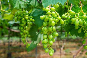 young green grapes.