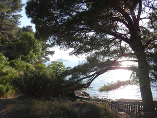 Зелень летом в солнечный день