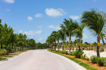 Fototapeta na wymiar Palm trees along a road