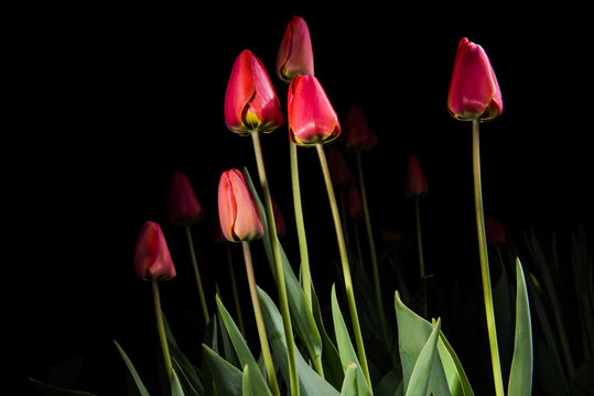 Red tulips - light paintings