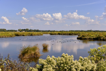 Marshes in the Bay of Arcachon
