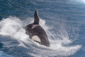 Killer whale swimming fast